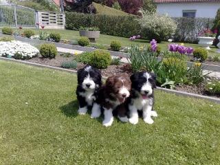 Bearded Collie Welpen, 9 Wochen alt, zu verkaufen