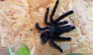Avicularia metalica 0. 1