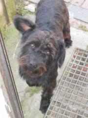 Schnauzermix Lumpi sucht dringend ein zu Hause