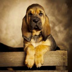 Bloodhounds of Samaria // Welpen mit Papieren