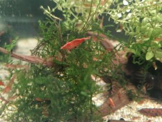Red Fire Garnelen