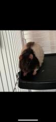 Dringend neues Zuhause für 2 Ratten Jungs gesucht Zubehör inkl