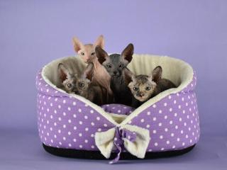 Reinrassige Sphynx Kitten Don