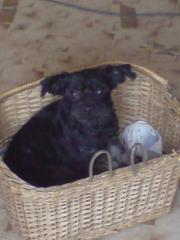 Hallo ich bin die kleine Püppi sie ist 1 Jahr alt