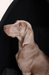 Weimaranerhündin sucht neues zuhause