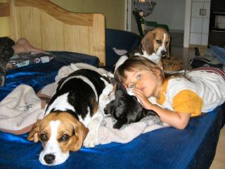 Beagle