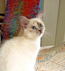 Heilige Birma Kitten blue Tortie