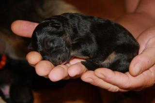 Altdeutsche Schäferhundwelpen aus Liebhaberzucht im September