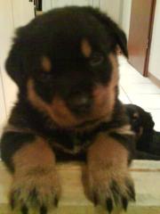 Rottweilerwelpen geimpft entwurmt