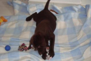 Labrador Welpe Luna Hündin abzugeben