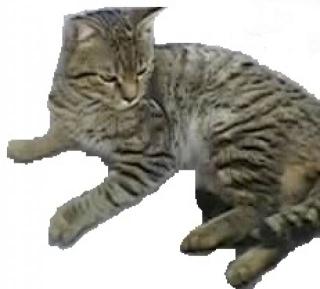 Getigerter Kater vermisst
