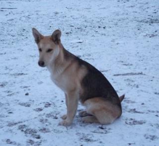 Husky Mischling Jungspund Louie sucht noch Kuschelzuhause
