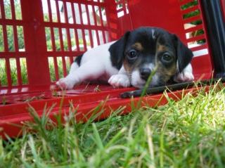 Jack-Russel-Mischlings-Hündin 8 Wochen alt