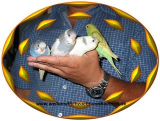 Nestjunge 5 Wo. Alte Handzahme Wellensittiche