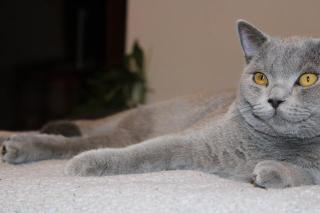Bkh Deckkater