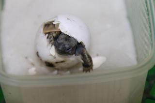 Griechische Landschildkröten THB 2021 abzugeben