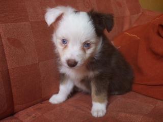 Toy Australian Shepherd Welpen
