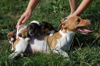 4 Jack-Russell-Welpen weiblich zu verkaufen