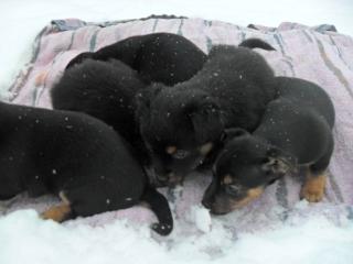 Zwergpinscher Mischlingwelpen
