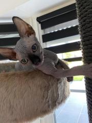 Kanadische Sphynx Kitten