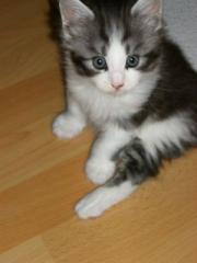 Maine Coon Kater 26. 09. 09 geboren sucht neuen Dosenöffner
