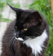 Kräftiger Maine Coon Kastrat