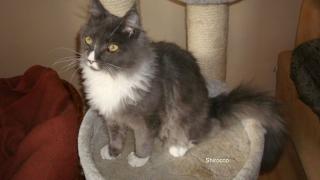 Maine Coon Jungkater