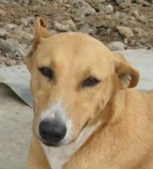 Louise. 5 Jahre im Hinterhof eingemauert und seit 2 Jahren in Elefsina.