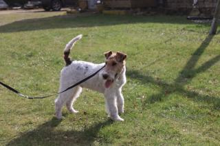 Drahthaar Foxterrier Rüde 6 Monate mit Zubehör.