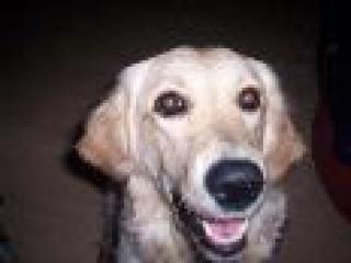 Super liebe golden retriever hündin