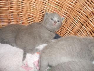 BKH Kitten m/w in Kartäuser blau zu verkaufen