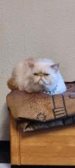 Hauskatze perse katze