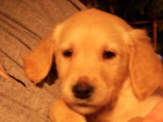 Golden Retriever Welpen zu Verkaufen