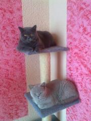Bkh katzen suchen neues zuhause