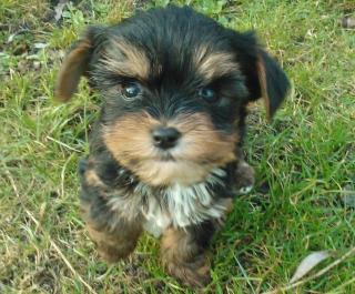 Süsse Yorkshire Terrier Welpen