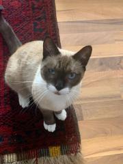 Siam Mix Kater