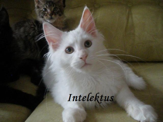 Maine coon kitten mit Staum.