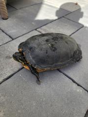 Wasserschildkröte zu Verschenken