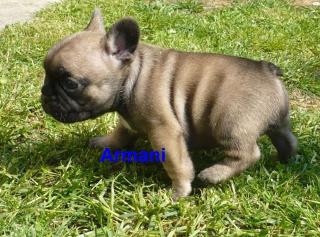 Französische Bulldogge Welpen