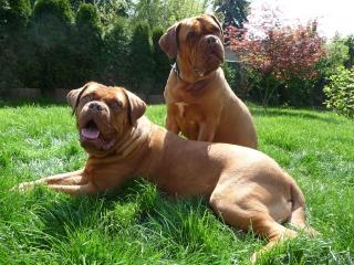 Bordeauxdogge VDH/ FCI Papiere