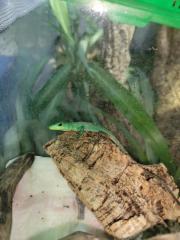 Gastropholis Prasina 0. 0. 3 grüne Baumeidechse