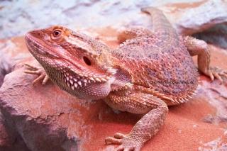 Bartagame Blood-Jungtiere abzugeben