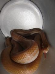 Lamprophis