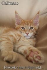 Wunderschöne XXL Maine Coon Kitten abzugeben.