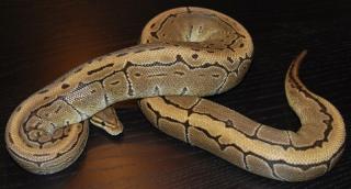 Python regius