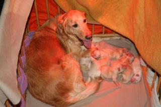 Golden Retreiver reinrassig