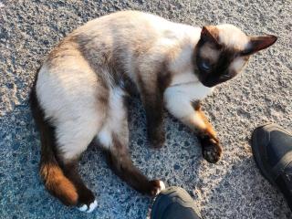 Siam-Kater Simba vermisst