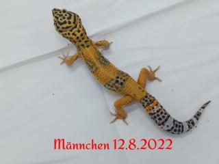 Leopardgecko Männchen, Blood x Bold Bandit