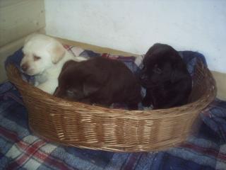 Labrador welpen