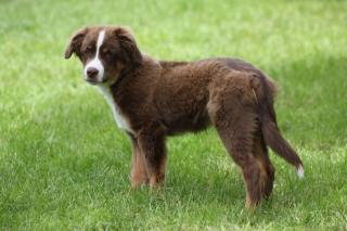Mini Australian Shepherd Rüde Gino sucht wieder nach einer Familie